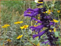 Salvia &#39;Amistad&#39;