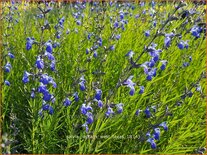 Salvia reptans &#39;West Texas&#39;