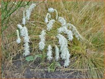 Sanguisorba tenuifolia 'Parviflora'