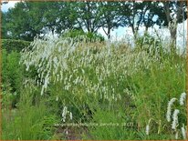 Sanguisorba tenuifolia 'Parviflora'