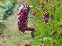 Sanguisorba tenuifolia &#39;Purpurea&#39;