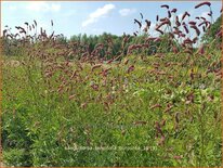 Sanguisorba tenuifolia &#39;Purpurea&#39;