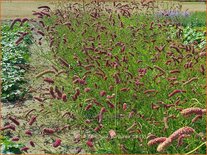 Sanguisorba tenuifolia &#39;Purpurea&#39;