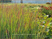 Schizachyrium scoparium &#39;Standing Ovation&#39;