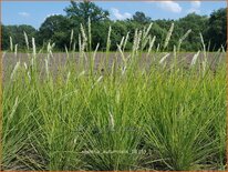 Sesleria autumnalis