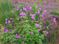 Silene dioica