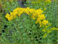 Solidago shortii 'Solar Cascade'