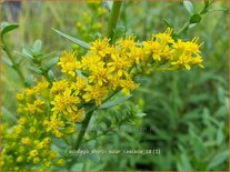 Solidago shortii 'Solar Cascade'