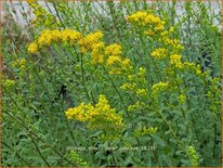 Solidago shortii 'Solar Cascade'