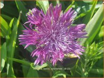 Stokesia laevis 'Colorwheel'