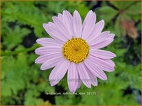 Tanacetum &#39;Robinson&#39;s Rose&#39;