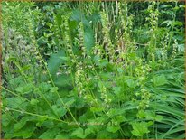 Tellima grandiflora