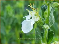 Teucrium chamaedrys 'Album'