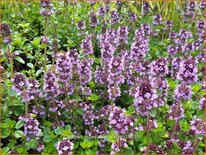 Thymus pulegioides 'Tabor'