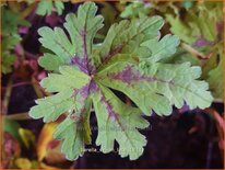 Tiarella 'Sylvan Lace'