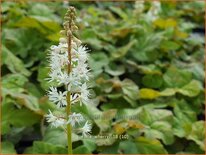 Tiarella wherryi