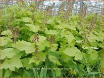 Tolmiea menziesii &#39;Cool Gold&#39;