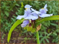 Tradescantia &#39;Ocean Blue&#39;