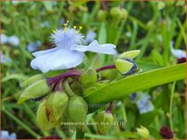 Tradescantia &#39;Ocean Blue&#39;