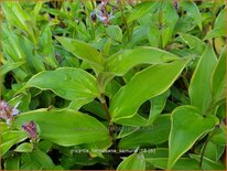 Tricyrtis formosana &#39;Samurai&#39;