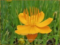 Trollius chinensis &#39;Golden Queen&#39;