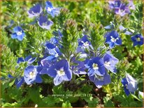 Veronica 'Tidal Pool'