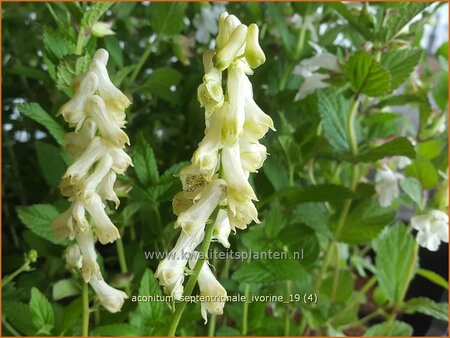 Aconitum septentrionale &#39;Ivorine&#39;