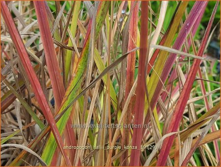 Andropogon hallii &#39;Purple Konza&#39;