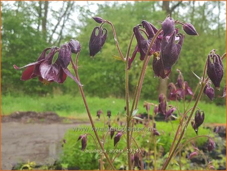 Aquilegia atrata