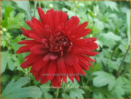 Chrysanthemum &#39;Red Velvet&#39;