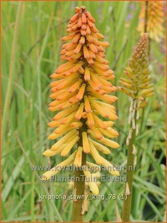 Kniphofia &#39;Tawny King&#39;