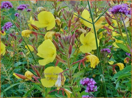 Oenothera biennis