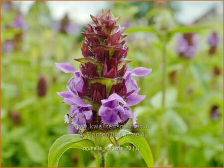 Prunella vulgaris