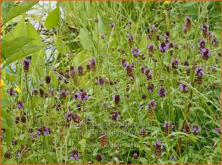 Prunella vulgaris