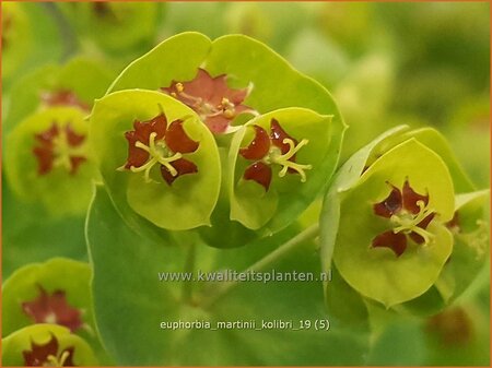 Euphorbia martinii &#39;Kolibri&#39;