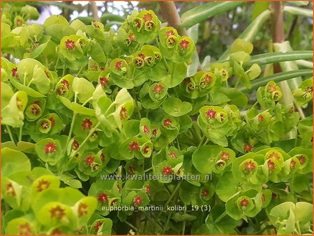 Euphorbia martinii &#39;Kolibri&#39;