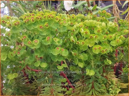 Euphorbia martinii &#39;Kolibri&#39;