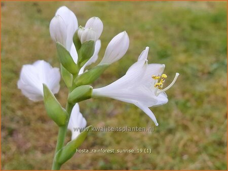 Hosta &#39;Rainforest Sunrise&#39;