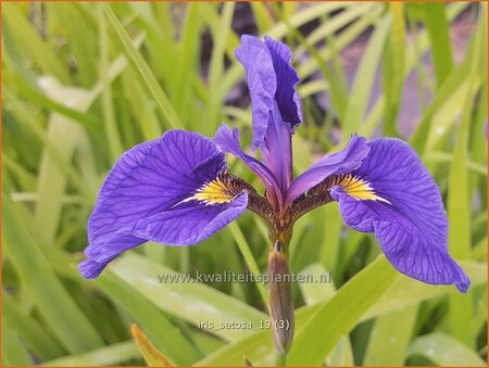 Iris setosa