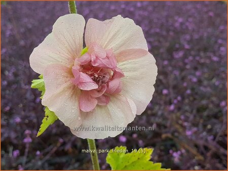 Malva &#39;Park Frieden&#39;