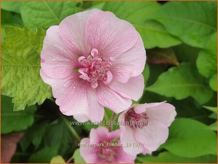 Malva &#39;Park Frieden&#39;