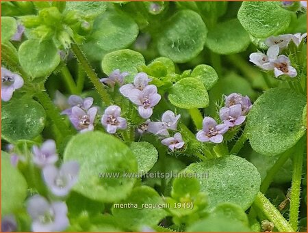 Mentha requienii