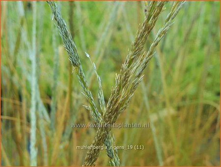 Muhlenbergia rigens