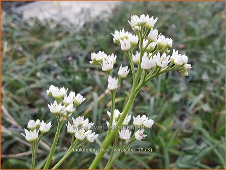 Mukdenia rossii &#39;Karasuba&#39;