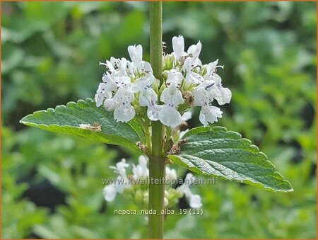 Nepeta nuda &#39;Alba&#39;