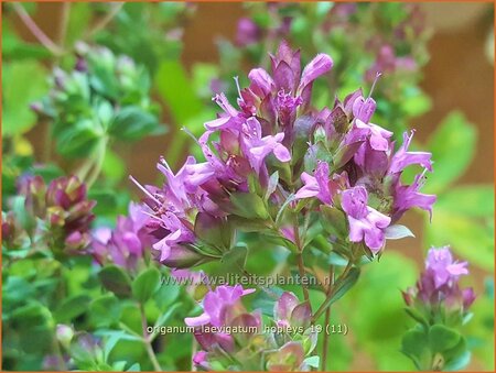 Origanum laevigatum &#39;Hopleys&#39;