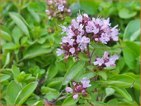 Origanum vulgare &#39;Compactum&#39;