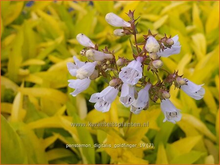 Penstemon digitalis &#39;Goldfinger&#39;