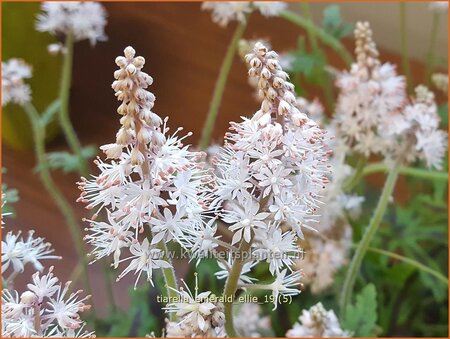 Tiarella &#39;Emerald Ellie&#39;