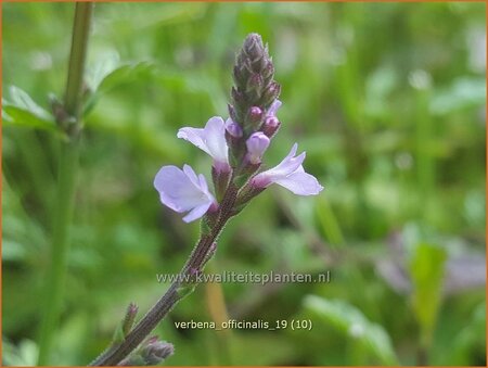 Verbena officinalis